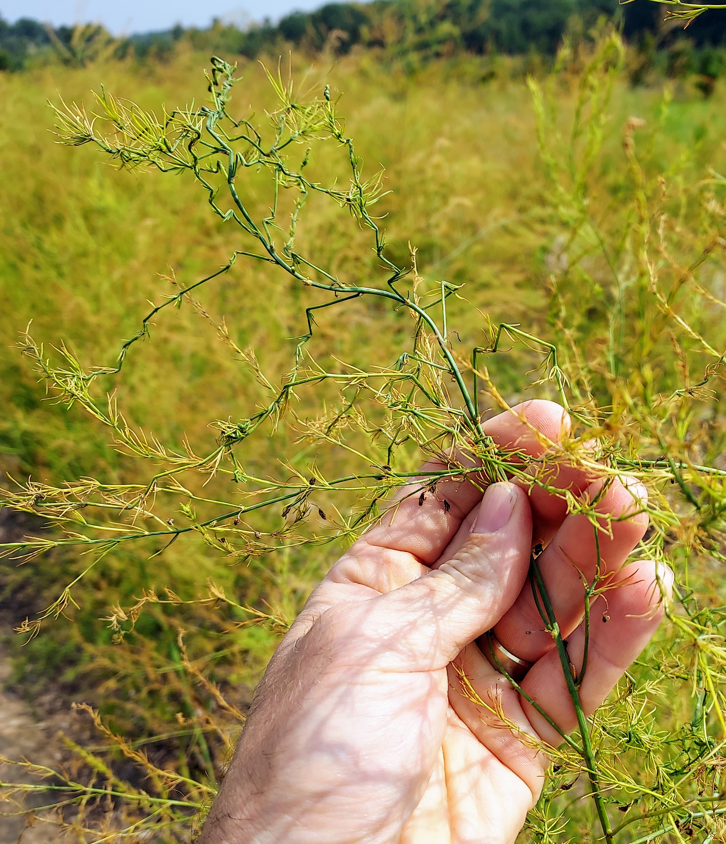 Fig 1 asparagus dd.jpg